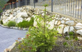 Nuevas plantas en nuestro jardín