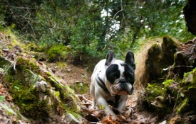 Excursión a la Plleta d’Ixeia