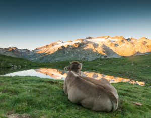 vaca contemplando pico Aneto